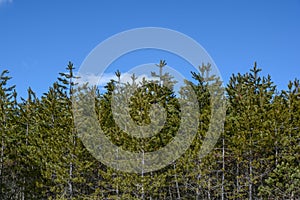 Pine tree green forest on Divcibare mountain with clean blue sky
