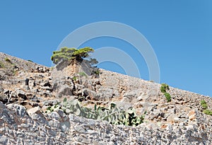 Pine tree with green needles growing on a stone wall