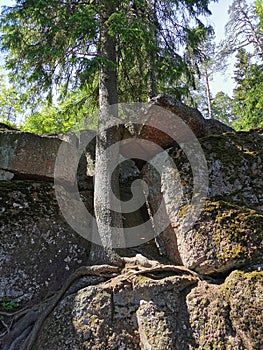 A pine tree growing right on a boulder fence, the roots descend on it, in the rocky natural park Monrepos of the city of Vyborg on