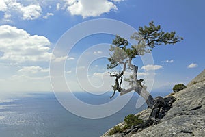Pine tree growing on top of a cliff above the Black sea