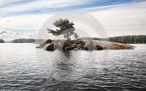 Pine tree grows in rock of island with stones and boulders. Dramatically SOS shaped. Clean nordic nature of Baltic sea, gulf