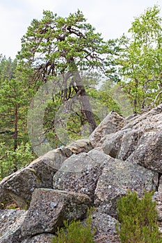 Pine tree grows in the rocks