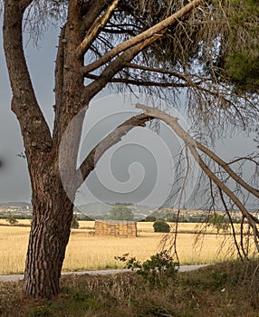 Pine tree and harvested wheat fields
