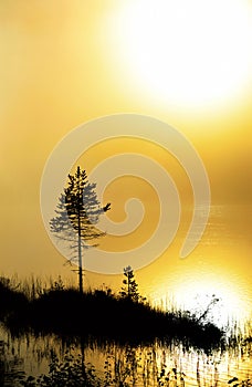 Pine tree in heavy fog at dawn