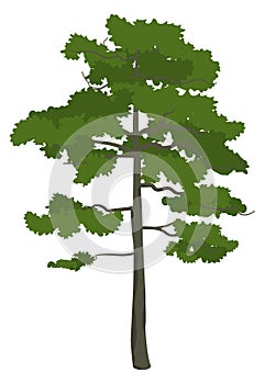 Pine tree. High old plant. Forest nature