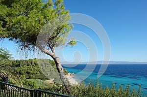 Pine tree on the hill and panoramic view on the turquoise sea and the sandy beach, Greece
