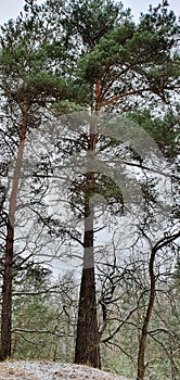 Pine tree on a hill in winter