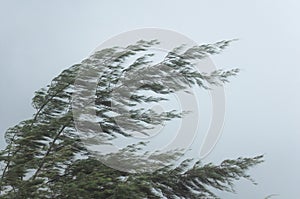 Pine tree at hurricane windstorm. Strong wind make pine leaf heavy blow follow wind direction