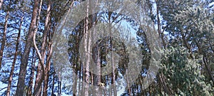 Pine tree, Ibiuna blue sky detail forest