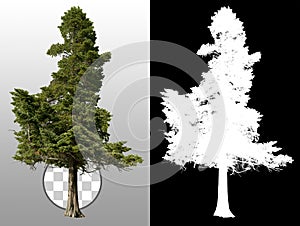 Pine tree isolated