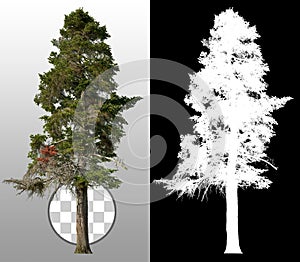 Pine tree isolated