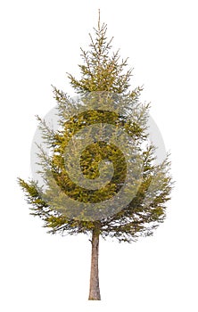 Pine tree isolated