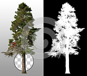 Pine tree isolated photo