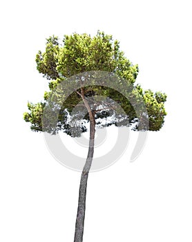 Pine tree isolated