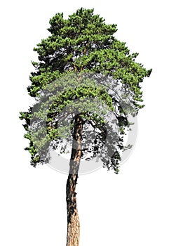 Pine tree Isolated on white background