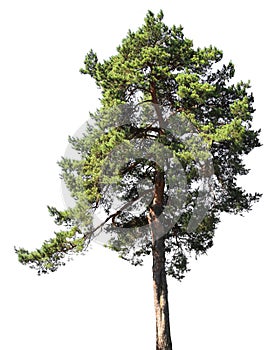 Pine tree, isolated on white background