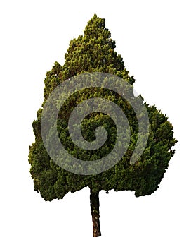 Pine Tree / isolated white background with clipping path