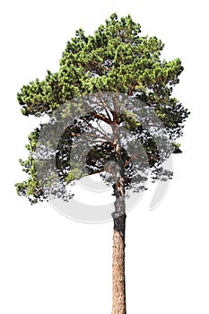 Pine tree isolated on white background. Coniferous forest