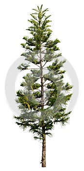 Cut out pine tree. Coniferous photo