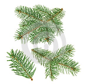 Pine tree isolated on white. without shadow