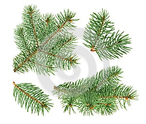 Pine tree isolated on white. without shadow