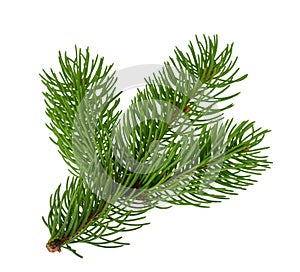Pine tree isolated on white without shadow
