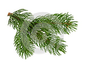 Pine tree isolated on white without shadow