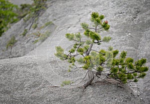 Pine tree in the Istrian deser