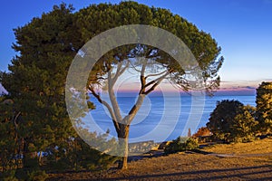 Pine tree ith sea in background by night