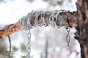 Pine tree and its branch is wrapped in a chain of metal