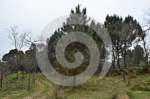 Pine Tree in Jungle of Palampur Himachal Pradesh India