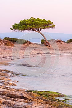 Pine tree, Karidi beach, Vourvourou, Greece