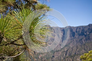 Pine tree at La Palma, Canary Islands