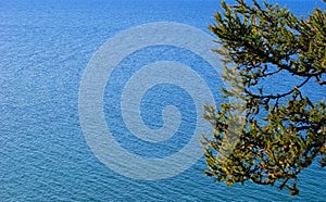 Pine tree. Lake Baikal.