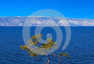 Pine tree. Lake Baikal.