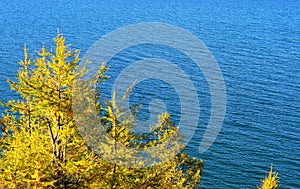 Pine tree. Lake Baikal.