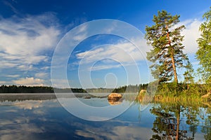 Pine tree by the lake at morning