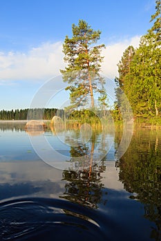 Pine tree by the lake at morning