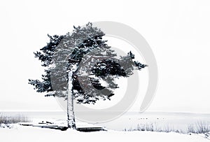 Pine tree by lake in winter