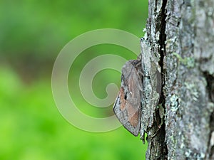 Pine-tree lappet, Dendrolimus pini moth on pine tree