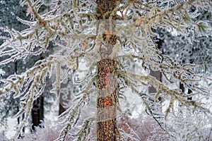 A pine tree larch covered with mossgrowing on a cliff top towering above the forest in the Khakassia