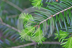 Pine tree leave detail photo