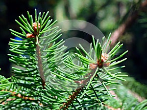 Pine tree leaves