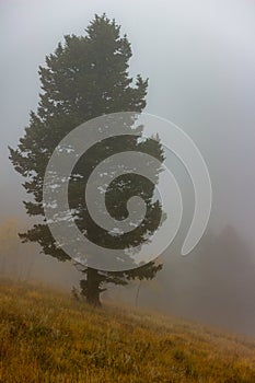 Pine tree on left shrouded by mist on a cold Rocky Mountain fall morning