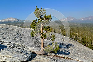 Pine tree on lembert dome, yosemite