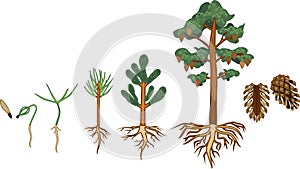 Pine tree life cycle