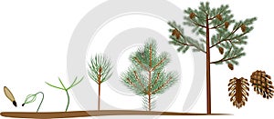 Pine tree life cycle. Plant growin from seed to mature pine tree with cones