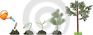 Pine tree life cycle. Plant growin from seed to mature pine tree with cones