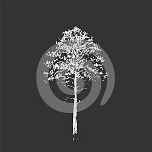 Pine tree. Line drawing Isolated on dark gray Background. Hand drawn sketch. Vector illustration. Chalkboard imitation.