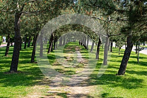 Pine tree lined avenue